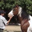 Natural Horsemanship Training